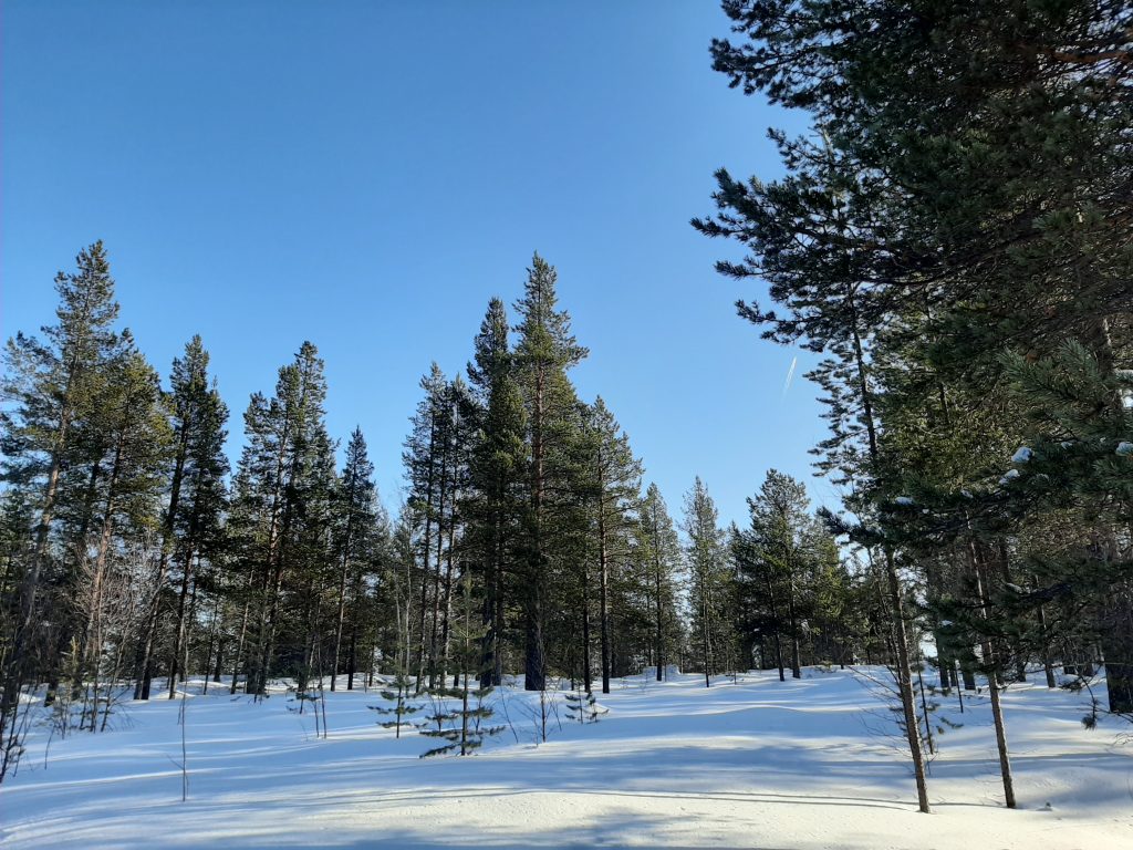 【ノルウェー】学校が閉鎖されて暇なのでスキーに行ってきました。