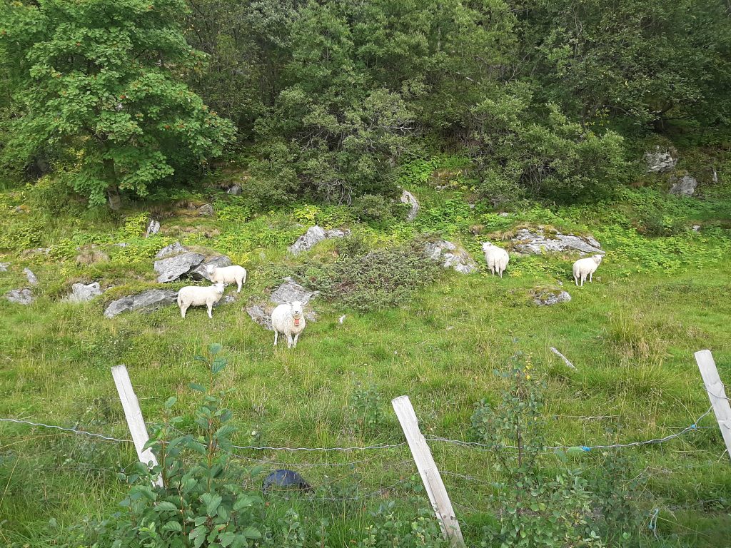 家の前に羊が来ました【ノルウェー生活】